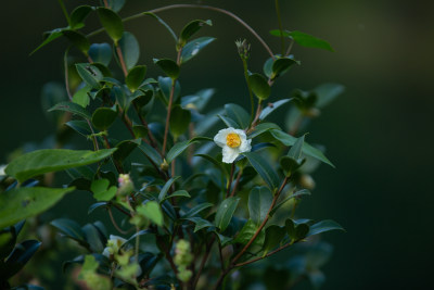 山茶花开