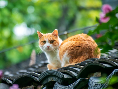 园林屋顶橘猫