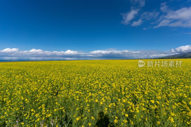 青海湖油菜花