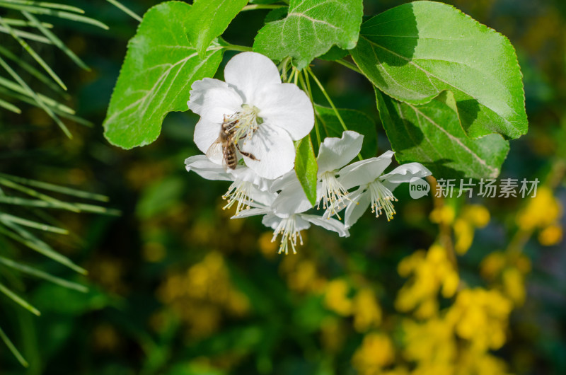 蜜蜂在海棠花从中采蜜