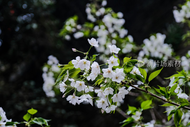 玄武湖的樱花