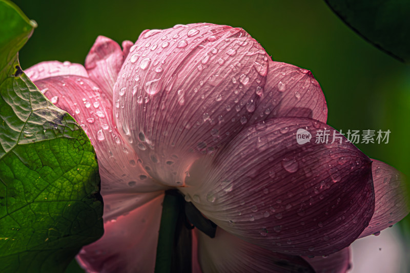 雨后荷花上的水珠