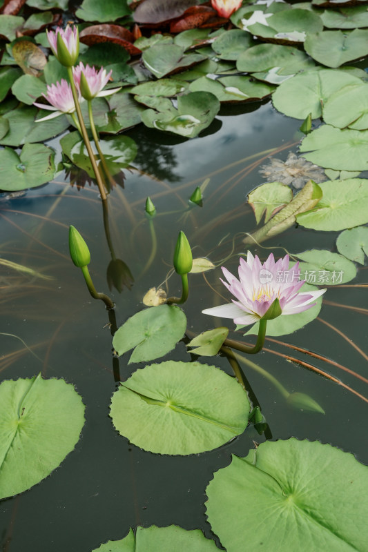 北京国家植物园睡莲