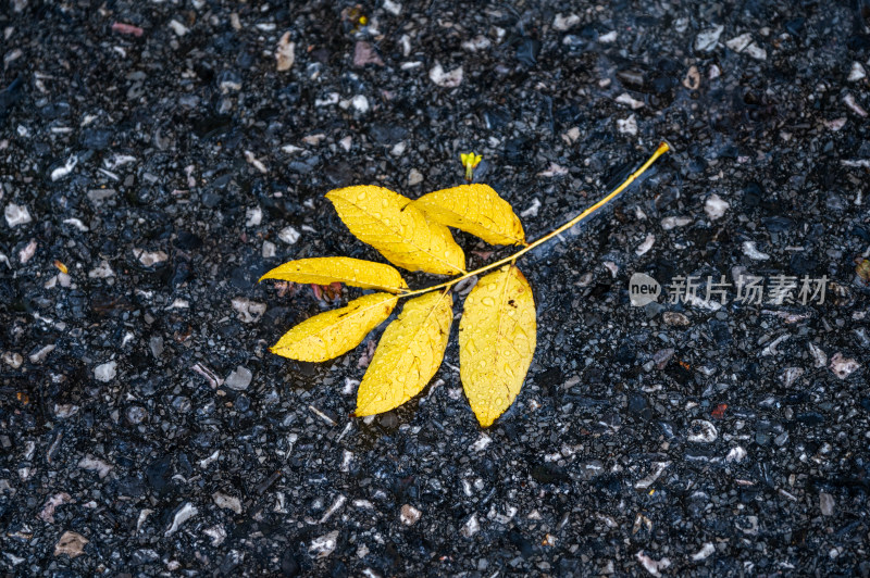 雨中自然