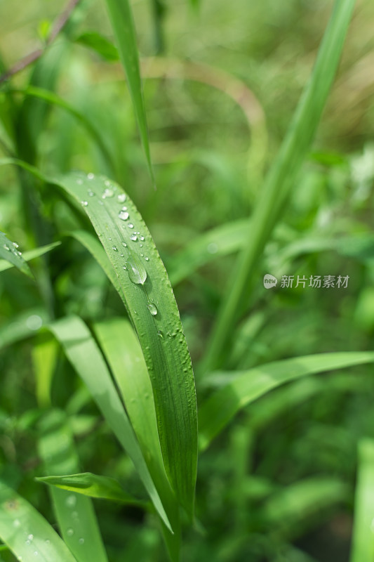 夏天清晨沾满露水的小草