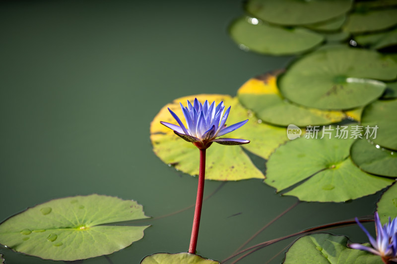 植物园睡莲特写