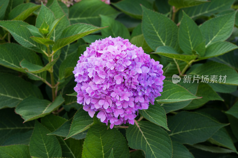 大连英歌石植物园绣球花特写