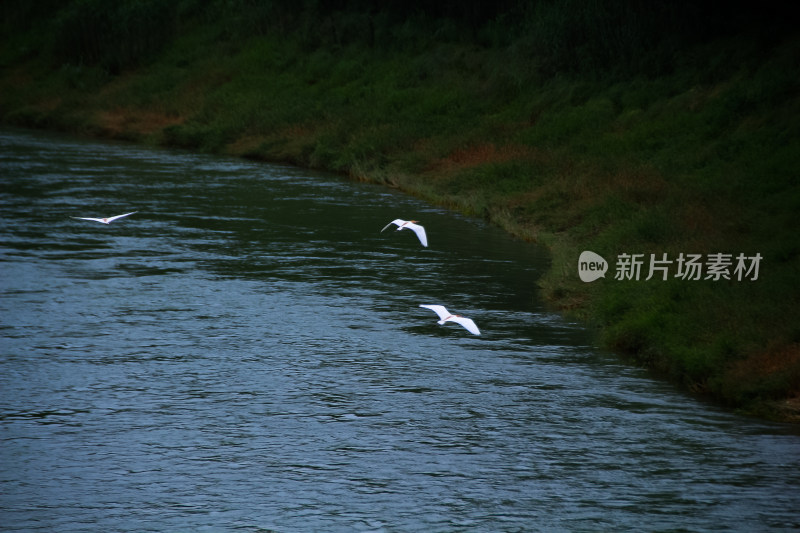 白鹭掠过水面