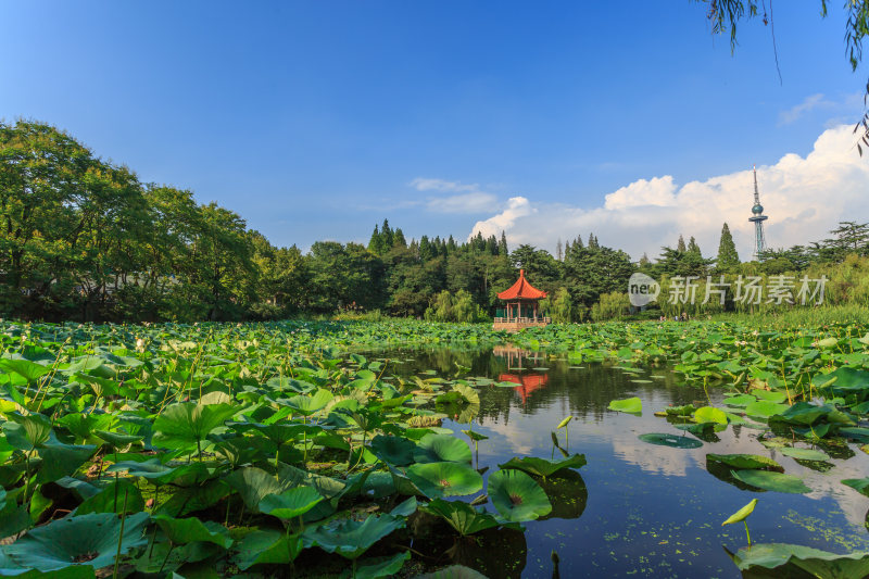 青岛荷塘中山公园