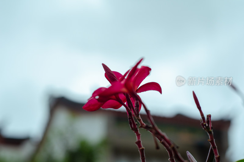 一朵雨中盛开的红鸡蛋花