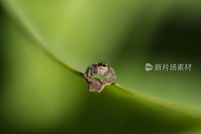 户外大自然中的跳蛛微距特写