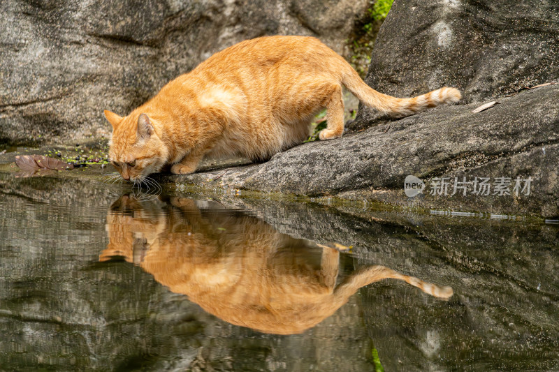 水池旁喝水的橘色小猫