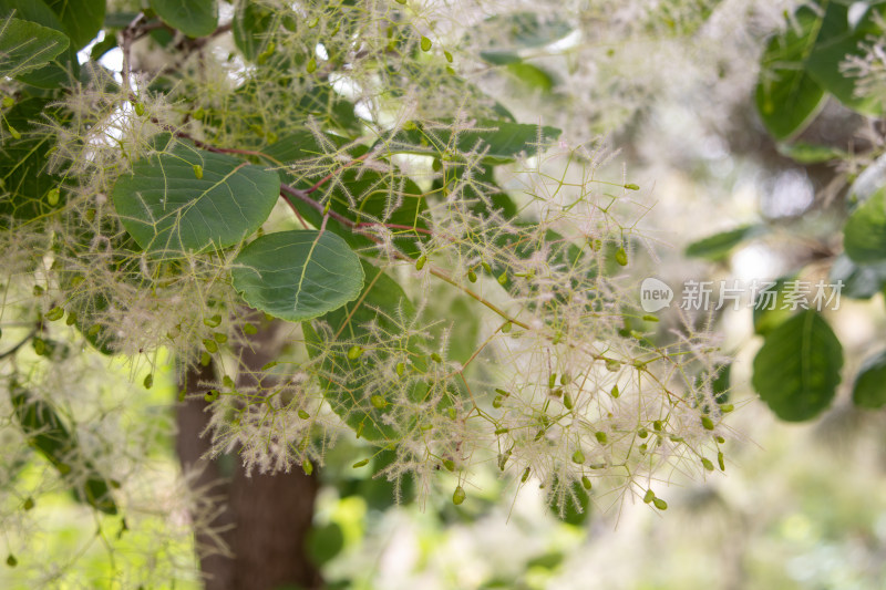 春天黄栌树枝头的白色花絮如梦似幻