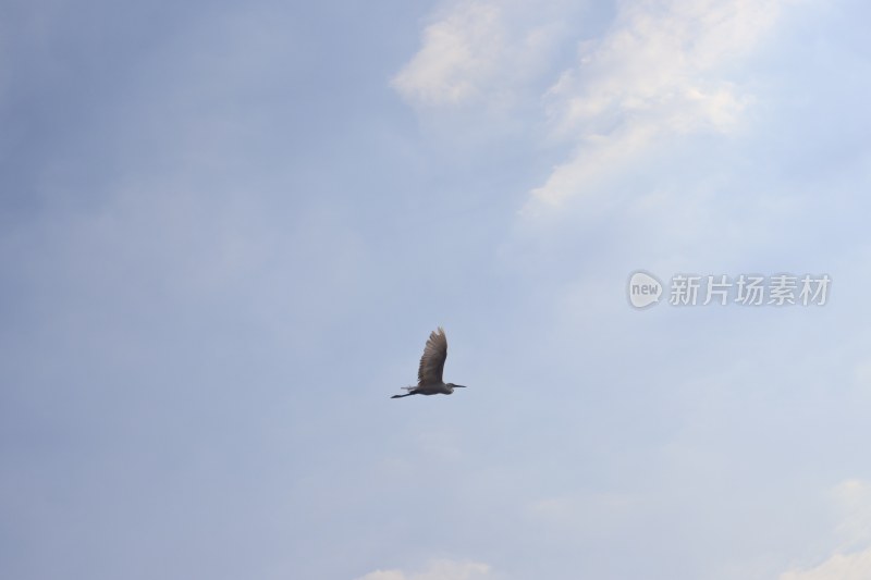 飞鸟捉拍