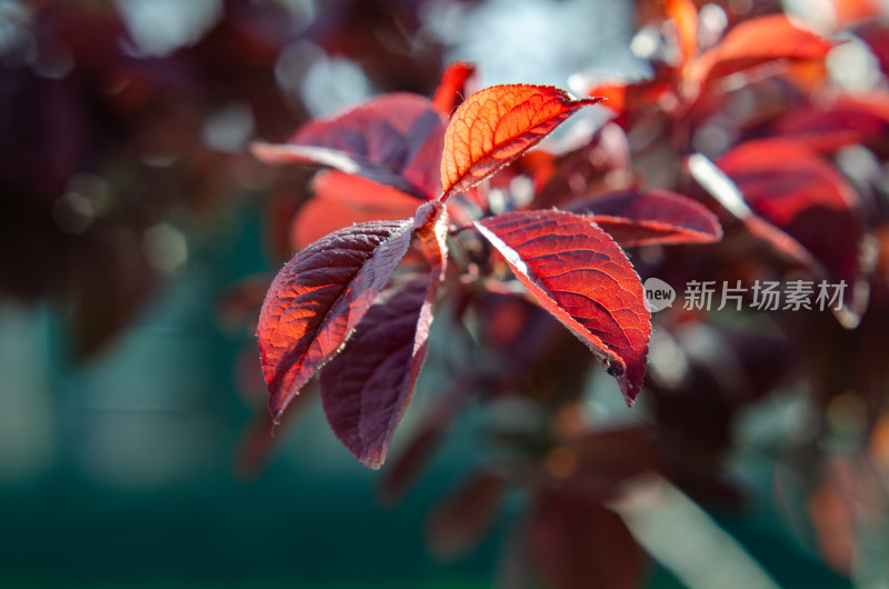 特写红色植物叶片