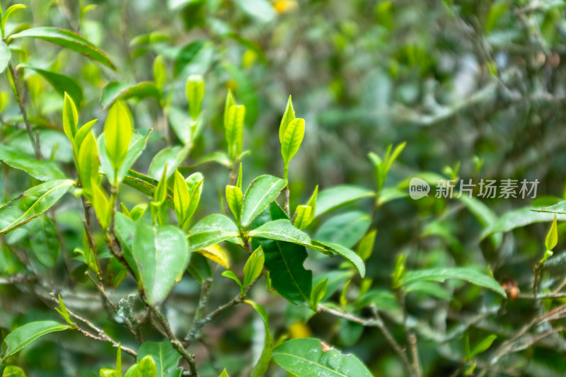 武夷山茶叶茶园特写