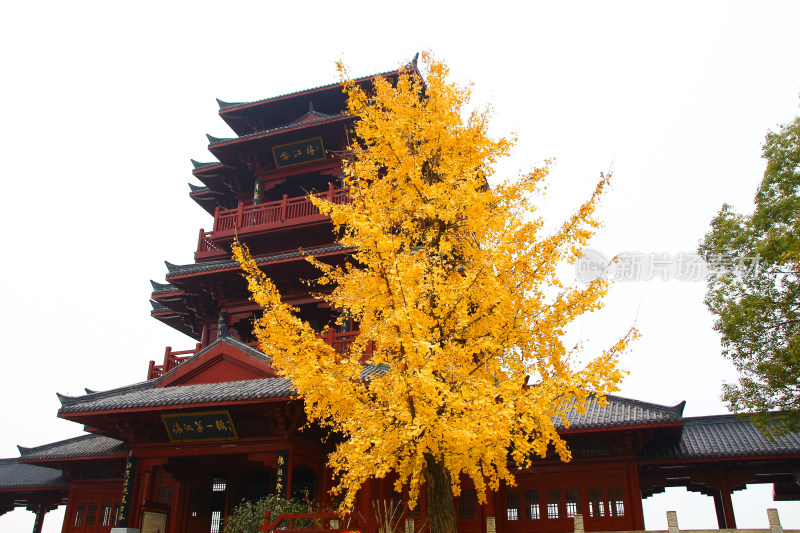 金秋时节古建筑下的银杏树