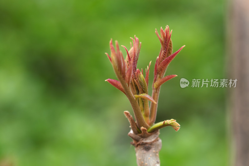 春季户外鲜嫩的香椿芽特写