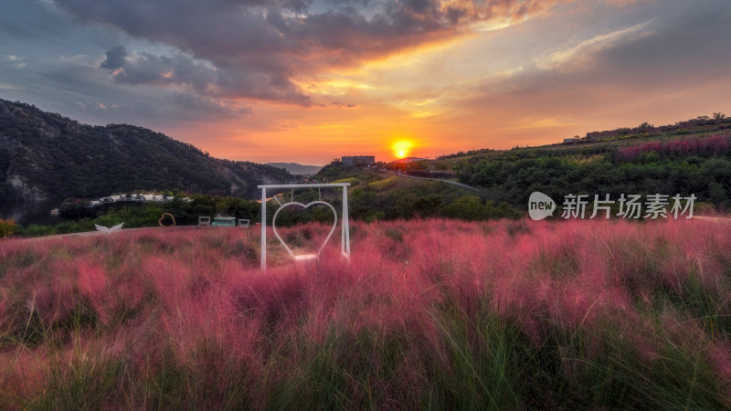 大连东沟粉黛花田