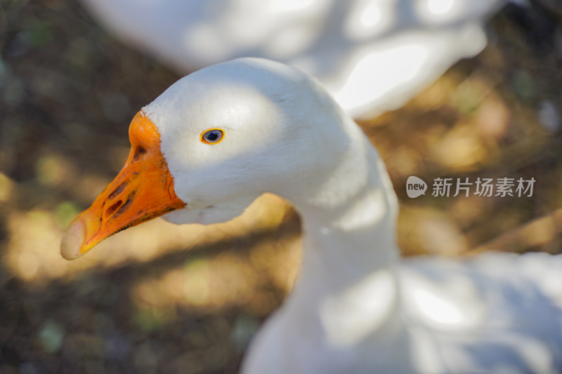 大白鹅牧场乡村果园