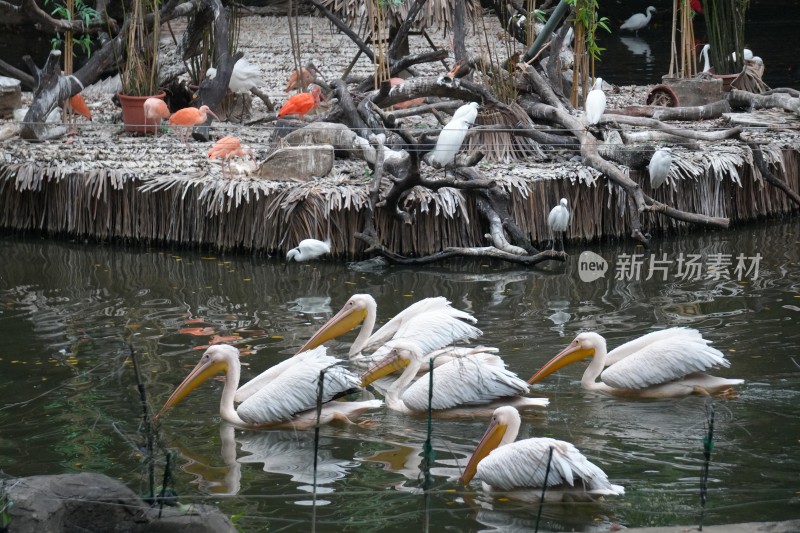 水中鹈鹕与岸边白鹭景观