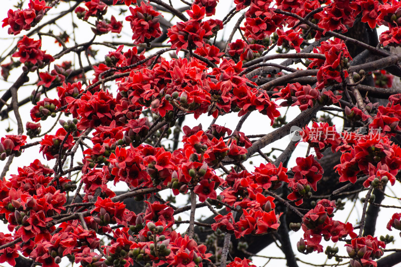 盛开的木棉花