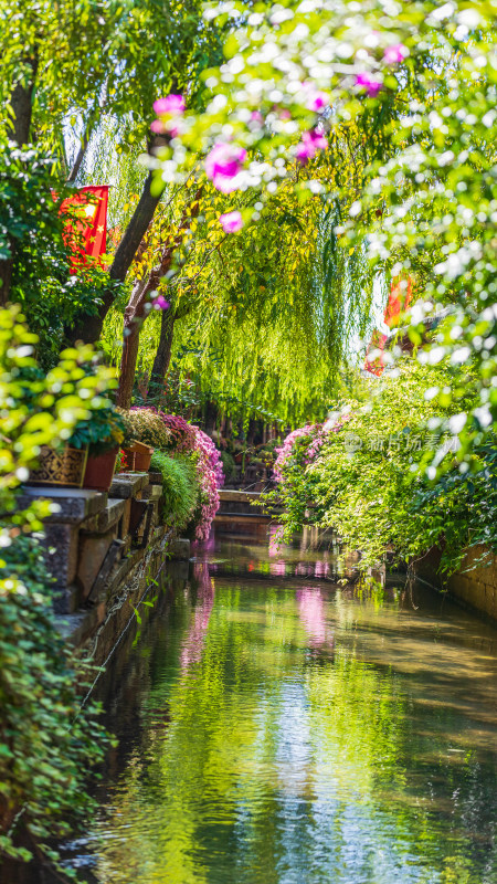 丽江古城黑龙潭景