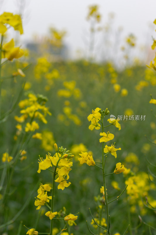 杭州萧山城市旁盛开的油菜花田