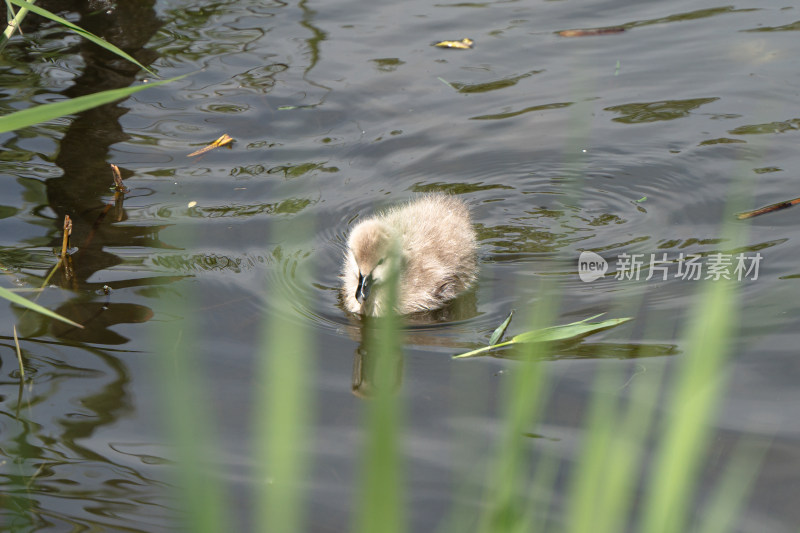 黑天鹅宝宝在湖中游泳的特写镜头