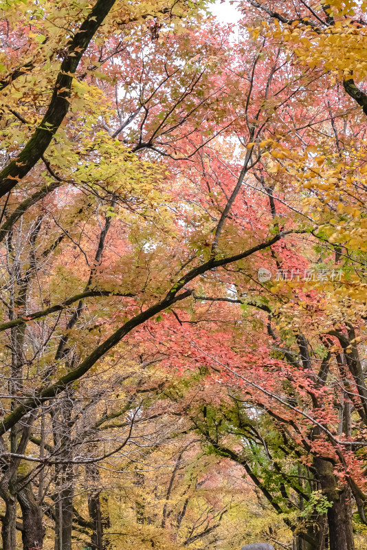 南京钟山风景名胜区明孝陵神道秋景