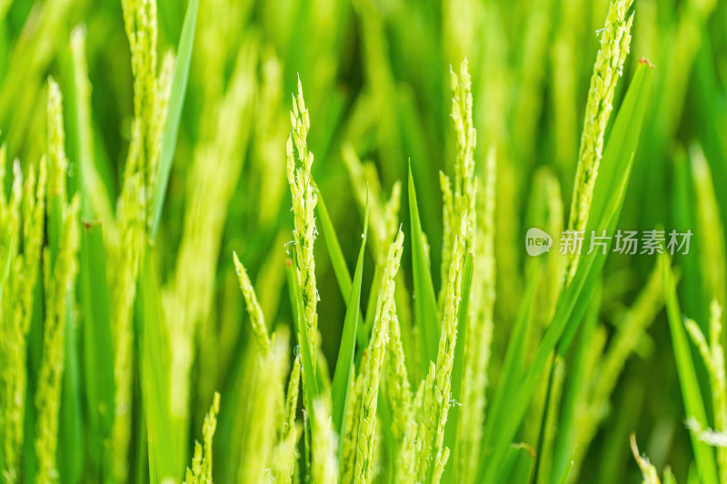 夏天，海南省三亚市农村农田正在生长的水稻