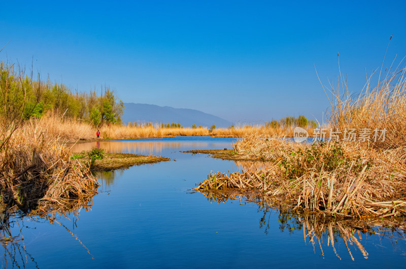 云南大理洱海湖泊芦苇树干秋景