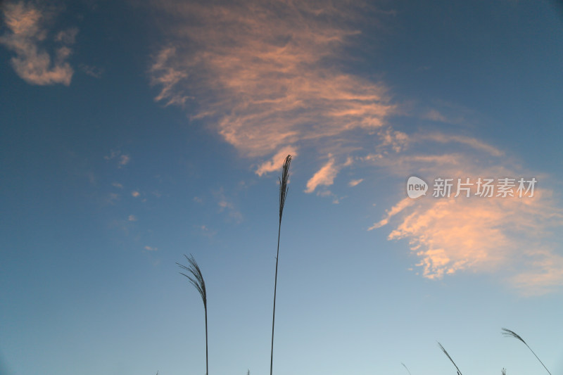 天空之镜 草 仰拍