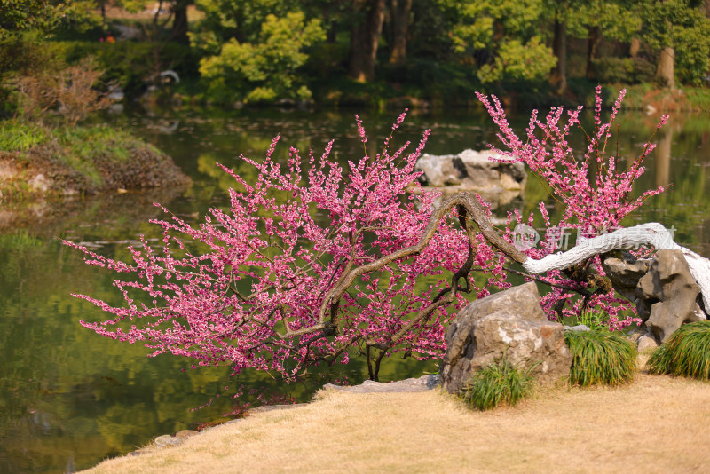 杭州植物园湖边的一株红色梅花