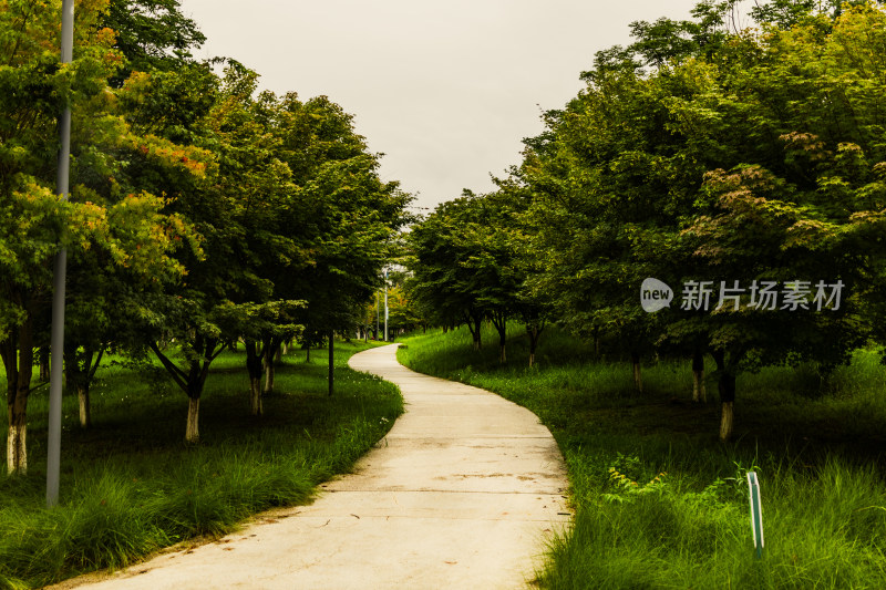 绿草绿树小径