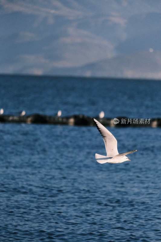 海鸥飞翔于蓝色海面