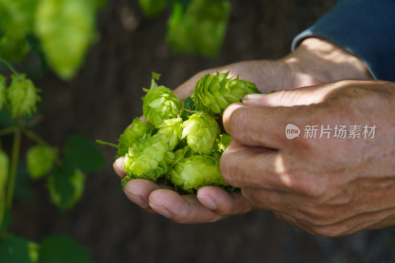 中国东北八月份的啤酒花