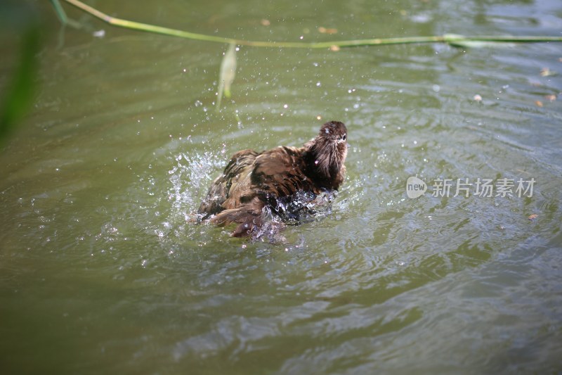 水中鸟拍打水花瞬间