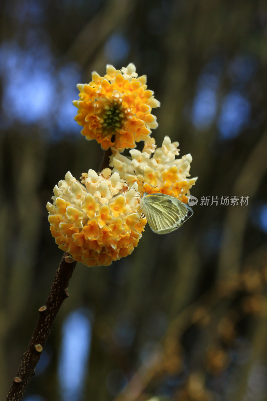 完全绽放的结香花实拍