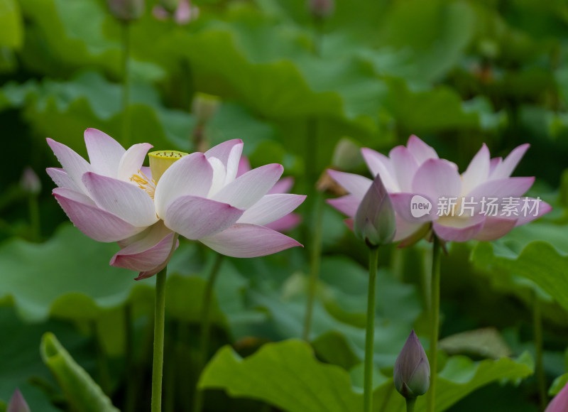 粉色荷花特写镜头