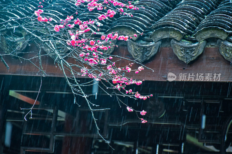 雨中古建筑屋檐与绽放花枝