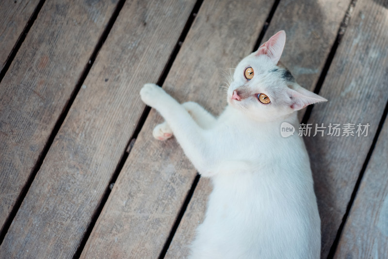 可爱的宠物猫咪特写