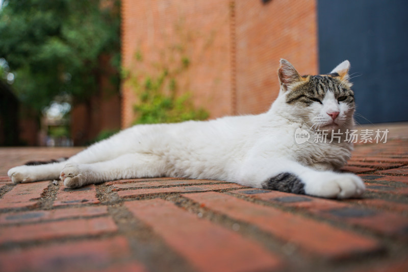 猫躺在街道上休息