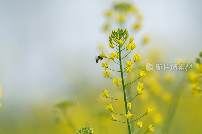 春天油菜花和蜜蜂