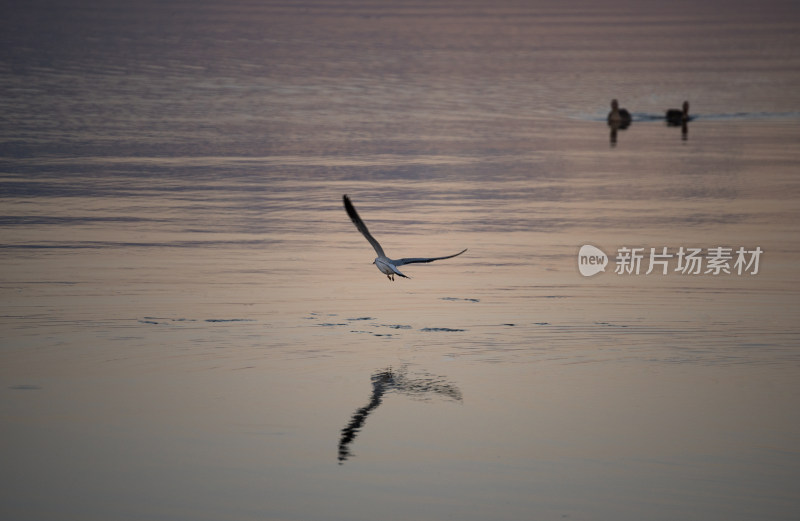 傍晚青海湖水面自由飞翔的鸟