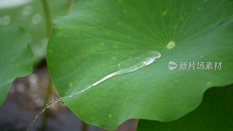 雨滴落在荷叶上的特写镜头