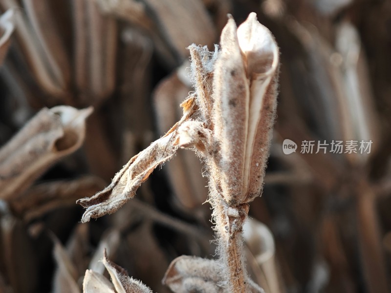 枯萎植物特写尽显秋日萧瑟之态