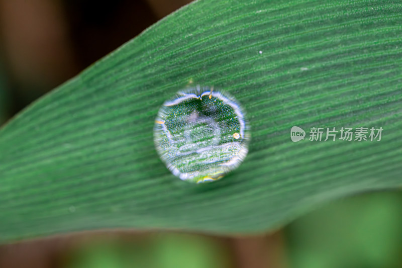 叶上雨滴的特写镜头