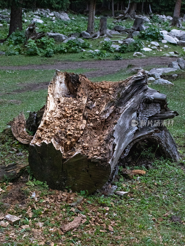 新疆伊犁森林里，枯萎的树干树桩