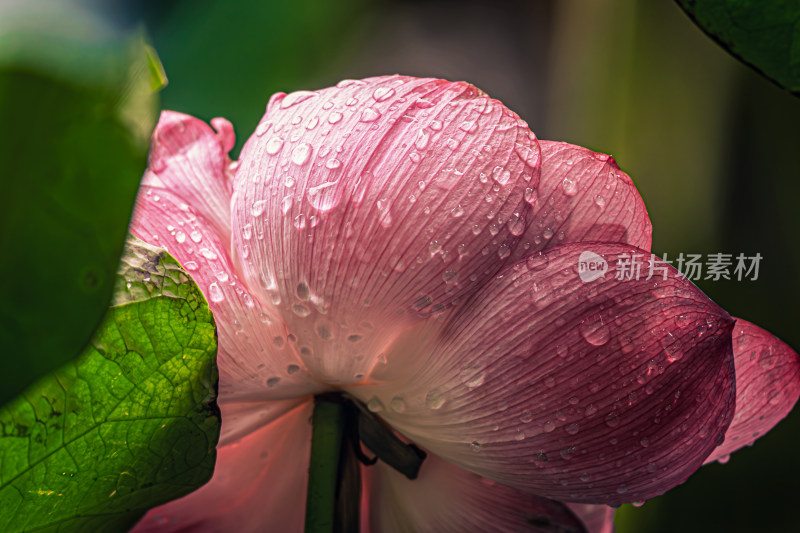 雨后荷花上的水珠